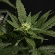 Pheno B Pink Rosay Auto By Zamnesia