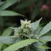 Frosted Guava Auto By Zamnesia Pheno A