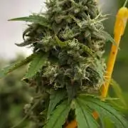 Pheno B Chem Brulee By Zamnesia
