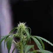 Amnesia Haze Auto by Zamnesia Pheno B