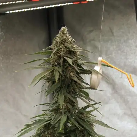 BlueBerry by Zamnesia Seeds