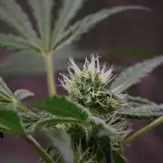 Pheno B Pickle Lemon Haze F1 Zamnesia