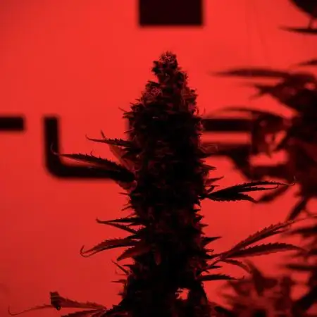 Skywalker OG Legends of the 12/12 Galaxy