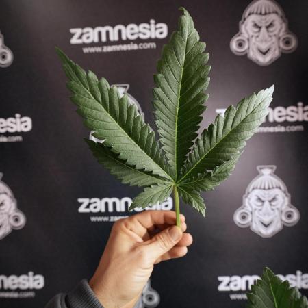 Skywalker OG Legends of the 12/12 Galaxy