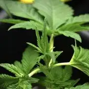 Pheno B God father OG By Zamnesia