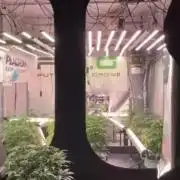 Lemon Cherry Gelato YumYum