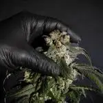 White Widow @Zamanesia-Playing classics