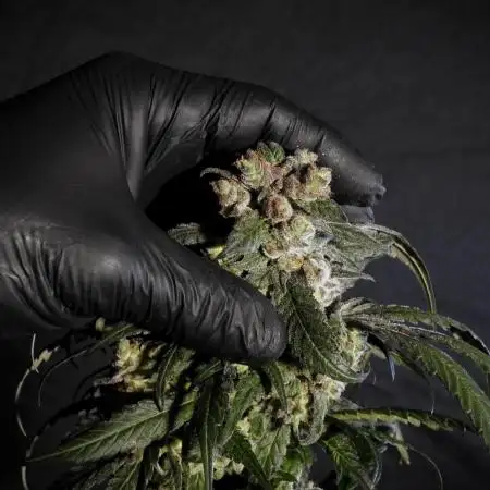 White Widow @Zamanesia-Playing classics