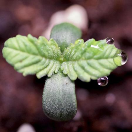 TicaL X Zamnesia-NectarDrip pack#268/750