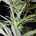 White Widow @Zamanesia-Playing classics