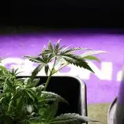 Pheno B Blueberry Muffin by Zamnesia
