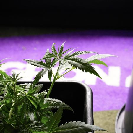 Pheno B Blueberry  Muffin by Zamnesia