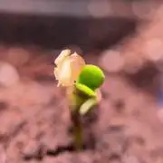 Lemon Cherry Gelato YumYum