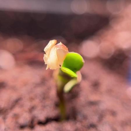 Lemon Cherry Gelato YumYum