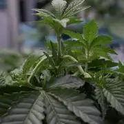 TicaL X Zamnesia-NectarDrip pack#268/750