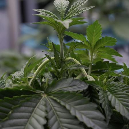 TicaL X Zamnesia-NectarDrip pack#268/750