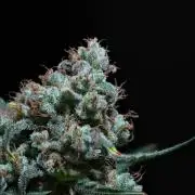 Pink Rosay Auto By Zamnesia Pheno A