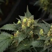 Pheno B Frosted Guava Auto By Zamnesia