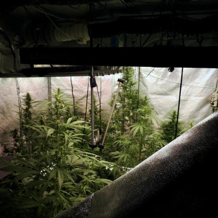 The one Mango Kush – Zamnesia Seeds
