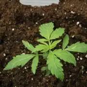 Pheno B Black Diamont Auto By Zamnesia