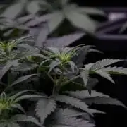 Cosmic Noodles a Zamnesia Dish