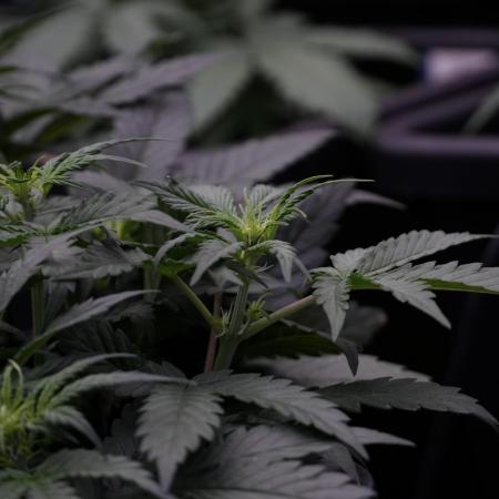 Cosmic Noodles a Zamnesia Dish