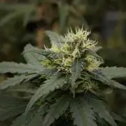 Pheno B Blueberry  Muffin by Zamnesia