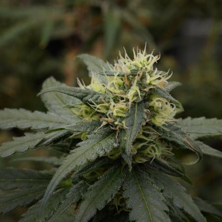 Pheno B Blueberry  Muffin by Zamnesia
