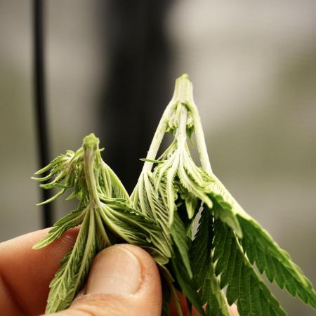 Blue Waffle F1 Zamnesia Pheno A