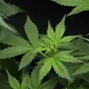 Frosted Guava Auto By Zamnesia Pheno A
