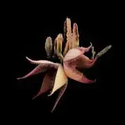 GMO Cookies Served with extra curiosity