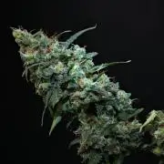 Purple CousKush Auto By Zamnesia Pheno A