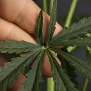 Amnesia Haze Auto by Zamnesia Pheno A