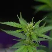 God father OG By Zamnesia Pheno A
