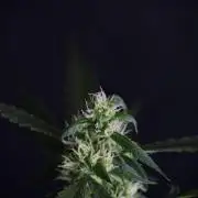 Pheno B Purple CousKush Auto By Zamnesia
