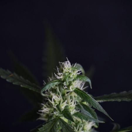 Pheno B Purple CousKush Auto By Zamnesia