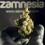 The Classic Super Silver Haze @Zamnesia