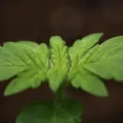 Pheno B Frosted Guava Auto By Zamnesia