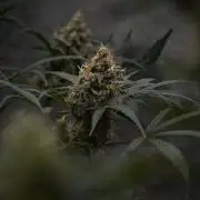 Pink Rosay Auto By Zamnesia Pheno A