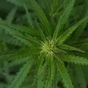 Pheno B Cash Express By Zamnesia