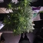 Cosmic Noodles a Zamnesia Dish