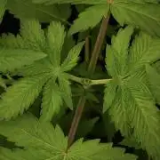 Pickle Lemon Haze F1 Zamnesia Pheno A