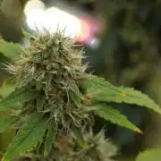 God father OG By Zamnesia Pheno A
