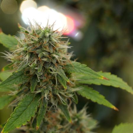 God father OG By Zamnesia Pheno A