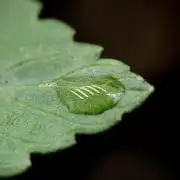 Catching The Ghost Train Haze @ Zamnesia