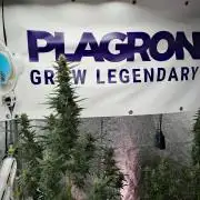 Pheno B God father OG By Zamnesia