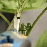 Pheno B Blue Waffle  F1 Zamnesia
