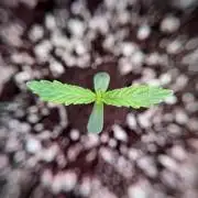 Lemon Cherry Gelato YumYum