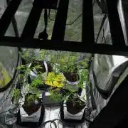 Pickle Lemon Haze F1 Zamnesia Pheno A