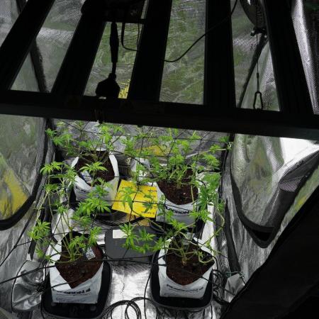 Pickle Lemon Haze F1 Zamnesia Pheno A
